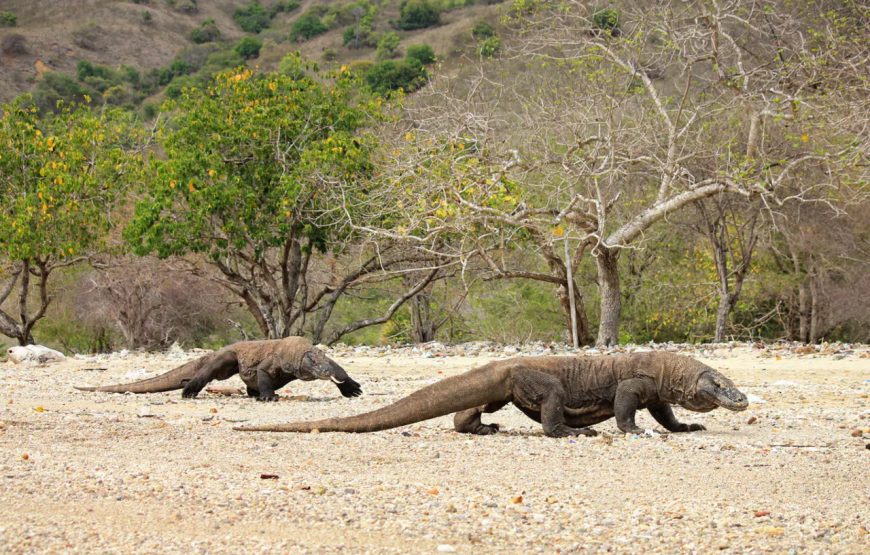 Private Komodo Island by Speedboat