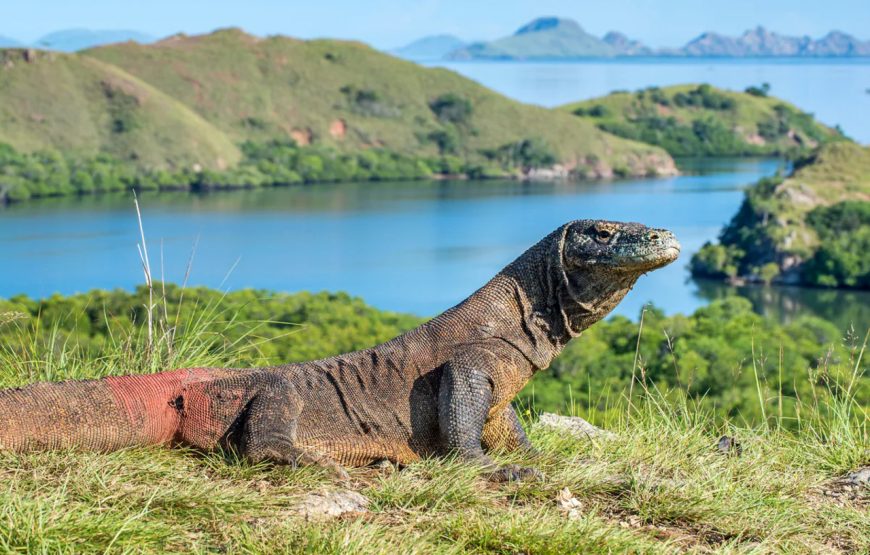 Private Komodo Island by Speedboat