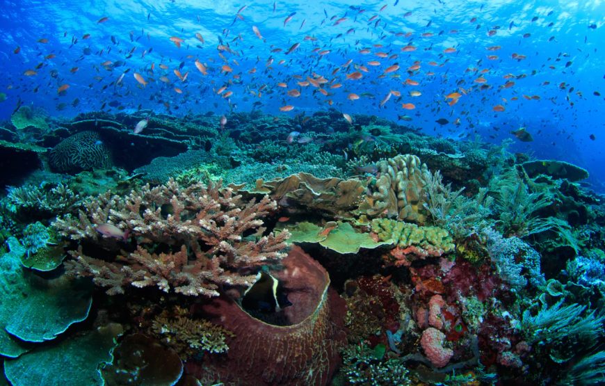 Private Komodo Island by Speedboat