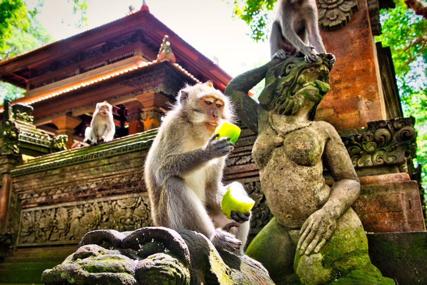 Ubud Tours